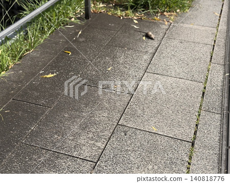 A rat lying on the sidewalk in the morning / The animal A rat lying on the sidewalk in the morning / The animal 140818776