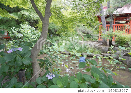 金剛寺、高畠不動尊寺、繡球花 140818957