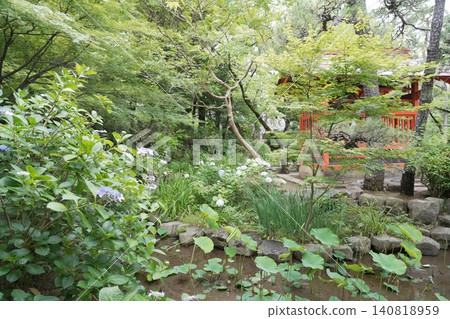 金剛寺、高畠不動尊寺、繡球花 金剛寺、高畠不動尊寺、繡球花 140818959