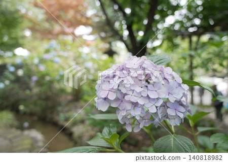 Kongoji Temple, Takahata Fudo-son Temple, Hydrangeas 140818982