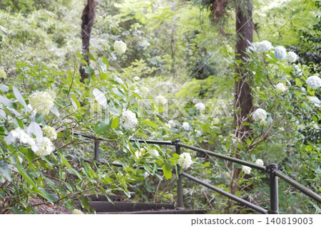 Kongoji Temple, Takahata Fudo-son Temple, Hydrangeas Kongoji Temple, Takahata Fudo-son Temple, Hydrangeas 140819003