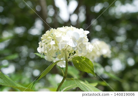 Kongoji Temple, Takahata Fudo-son Temple, Hydrangeas 140819006