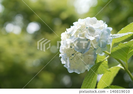 Kongoji Temple, Takahata Fudo-son Temple, Hydrangeas 140819010