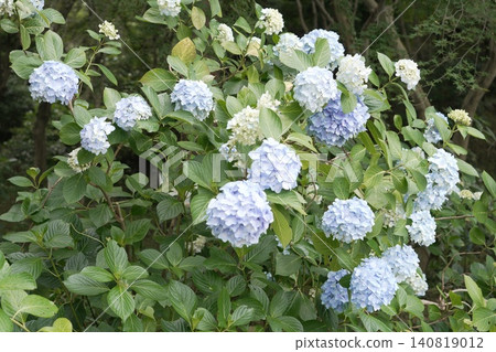 Kongoji Temple, Takahata Fudo-son Temple, Hydrangeas Kongoji Temple, Takahata Fudo-son Temple, Hydrangeas 140819012