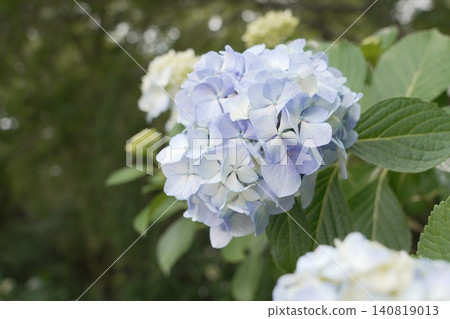 Kongoji Temple, Takahata Fudo-son Temple, Hydrangeas 140819013