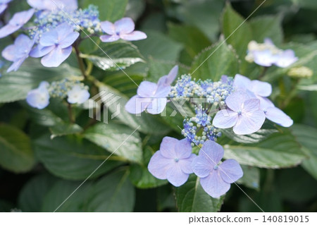 Kongoji Temple, Takahata Fudo-son Temple, Hydrangeas 140819015