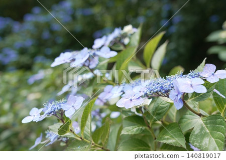 Kongoji Temple, Takahata Fudo-son Temple, Hydrangeas Kongoji Temple, Takahata Fudo-son Temple, Hydrangeas 140819017