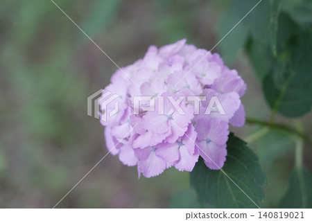 Kongoji Temple, Takahata Fudo-son Temple, Hydrangeas Kongoji Temple, Takahata Fudo-son Temple, Hydrangeas 140819021