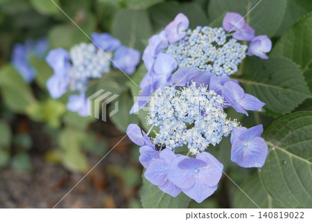 Kongoji Temple, Takahata Fudo-son Temple, Hydrangeas Kongoji Temple, Takahata Fudo-son Temple, Hydrangeas 140819022