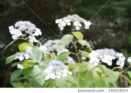 Kongoji Temple, Takahata Fudo-son Temple, Hydrangeas 140819024