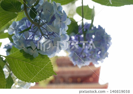 Kongoji Temple, Takahata Fudo-son Temple, Hydrangeas Kongoji Temple, Takahata Fudo-son Temple, Hydrangeas 140819038