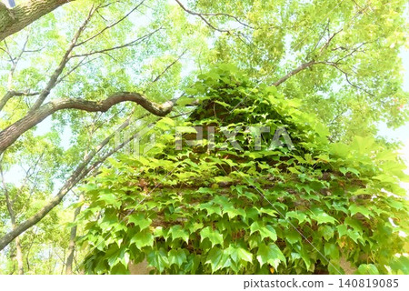 一面牆爬滿常春藤和新鮮綠植的攝影素材,適合用作大自然和建築的背景。 一面牆爬滿常春藤和新鮮綠植的攝影素材,適合用作大自然和建築的背景。 140819085