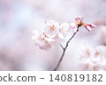 Cherry blossoms in full bloom that herald the arrival of spring 140819182
