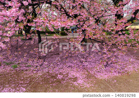 櫻花花瓣散落在地上 櫻花花瓣散落在地上 140819298
