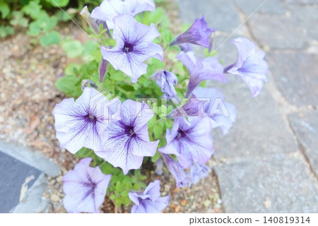 Light purple petunia-like photo material that can be used for gardening and seasonal flower projects. Light purple petunia-like photo material that can be used for gardening and seasonal flower projects. 140819314