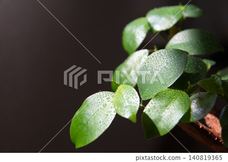 榕樹新芽的特寫。 140819365