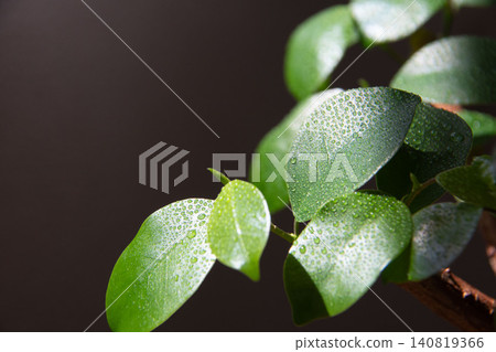 榕樹新芽的特寫。 榕樹新芽的特寫。 140819366