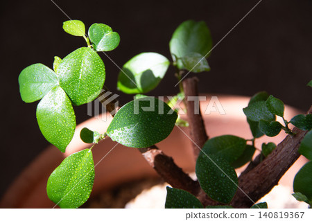 榕樹新芽的特寫。 榕樹新芽的特寫。 140819367