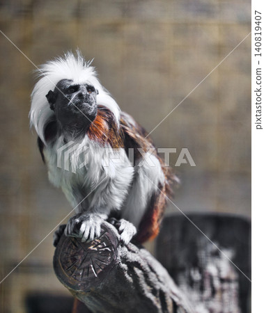 A portrait of a cotton-top tamarin, highlighting its distinctive white crest and dignified expression. A portrait of a cotton-top tamarin, highlighting its distinctive white crest and dignified expression. 140819407