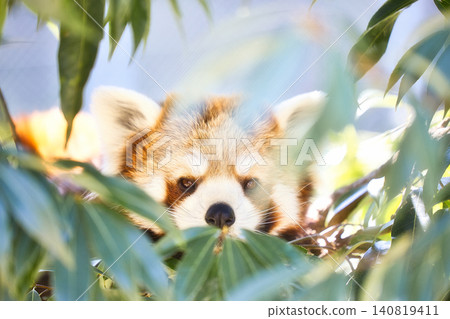 A horizontal portrait of a beautiful red panda with its lovely fur, bathed in soft sunlight filtering through the trees. A horizontal portrait of a beautiful red panda with its lovely fur, bathed in soft sunlight filtering through the trees. 140819411