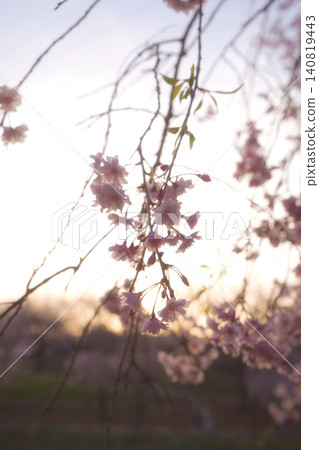 A spring scene with translucent weeping cherry blossoms bathed in the gentle light of twilight and a beautiful bokeh background. 140819443