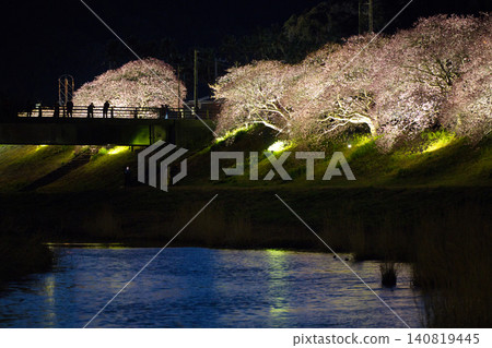 A horizontal landscape of cherry blossoms at night, capturing a quintessential Japanese spring scene, perfect for tourists and inbound visitors. A horizontal landscape of cherry blossoms at night, capturing a quintessential Japanese spring scene, perfect for tourists and inbound visitors. 140819445