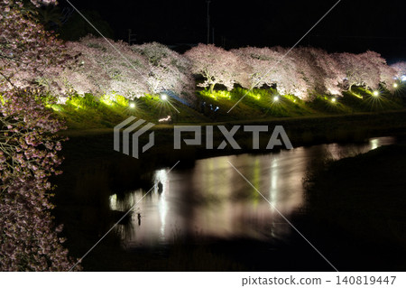 The illuminated cherry blossom trees in full bloom beautifully line the riverbank at night, reflecting on the water's surface. The illuminated cherry blossom trees in full bloom beautifully line the riverbank at night, reflecting on the water's surface. 140819447
