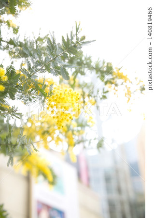 Mimosa flowers in full bloom in the spring streets bathed in bright sunlight. Mimosa flowers in full bloom in the spring streets bathed in bright sunlight. 140819466