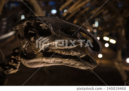 A fossilized skull of a herbivorous dinosaur, the platypus-tailed dinosaur, illuminated by the museum's lights. A fossilized skull of a herbivorous dinosaur, the platypus-tailed dinosaur, illuminated by the museum's lights. 140819468