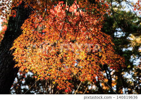 Beautiful maple leaves and trees, shining brightly as they are translucent in the autumn sunlight. Beautiful maple leaves and trees, shining brightly as they are translucent in the autumn sunlight. 140819636