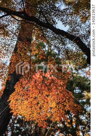 The vibrant autumn scenery of maple leaves and sunlight filtering through the trees in Nara Park. The vibrant autumn scenery of maple leaves and sunlight filtering through the trees in Nara Park. 140819637