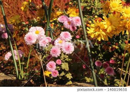 Colorful small chrysanthemums, wild chrysanthemums Colorful small chrysanthemums, wild chrysanthemums 140819638
