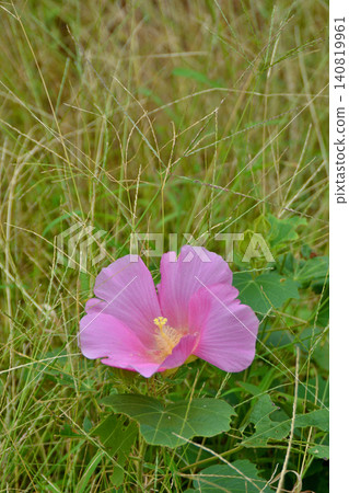Pink Furong flowers Pink Furong flowers 140819961