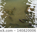 雨後河水開始變得清澈，鯉魚悠閒地游弋其中。我捕捉到了它們聚集在平靜水面上的這自然景象。 140820006