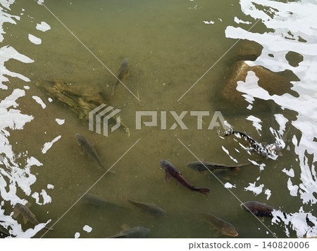 Carp swim leisurely in the river, which has begun to clear after the rain. I captured this moment of nature as they gather on the calm surface of the water. Carp swim leisurely in the river, which has begun to clear after the rain. I captured this moment of nature as they gather on the calm surface of the water. 140820006