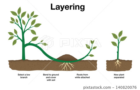 Scientific infographic explaining simple layering method for plant propagation, showing step by step technique of bending branch into soil to grow new roots Scientific infographic explaining simple layering method for plant propagation, showing step by step technique of bending branch into soil to grow new roots 140820076