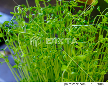 Close-up of a pea sprout Close-up of a pea sprout 140820080