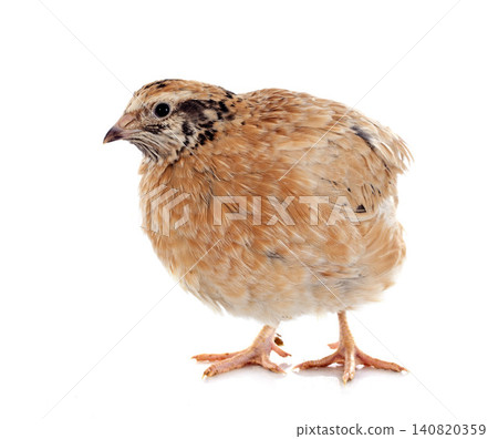 brown quail brown quail 140820359