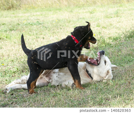 puppy rottweiler and golden retriever in nature puppy rottweiler and golden retriever in nature 140820363
