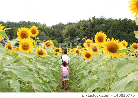 一位家長帶著孩子漫步在向日葵田中。 140820770