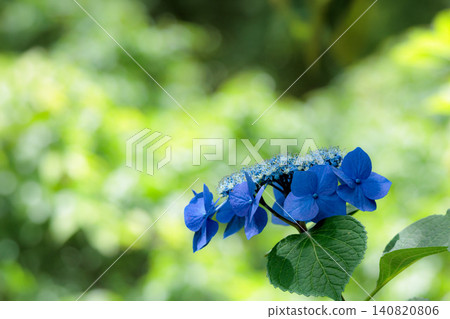 Hydrangeas blooming in vibrant colors under the rainy season sky Hydrangeas blooming in vibrant colors under the rainy season sky 140820806