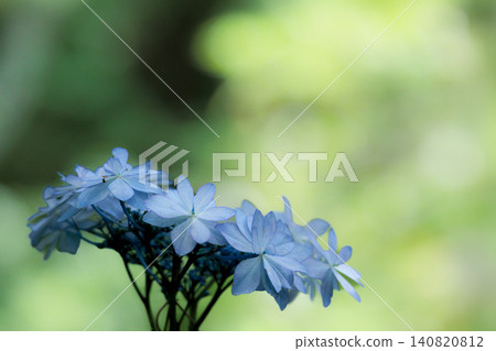 Hydrangeas blooming in vibrant colors under the rainy season sky Hydrangeas blooming in vibrant colors under the rainy season sky 140820812