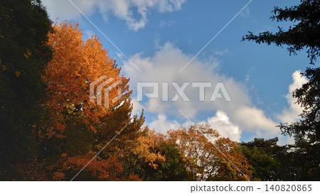 Vibrantly colored autumn leaves stand out against the clear blue autumn sky. Vibrantly colored autumn leaves stand out against the clear blue autumn sky. 140820865