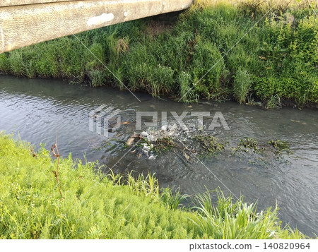 Spawning of carp 140820964