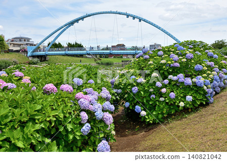 透過沿著古老的仲川河盛開的繡球花，可以看到福來橋。 140821042