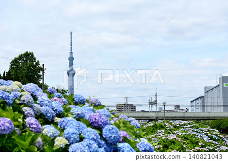 透過淺藍色的繡球花叢，可以看到東京晴空塔。 140821043