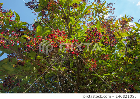 A coral tree laden with red and black berries against a blue sky A coral tree laden with red and black berries against a blue sky 140821053