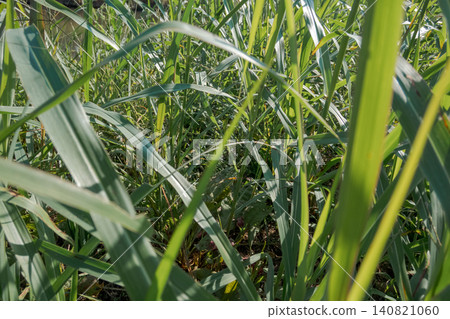 Grass leaves bathed in sunlight Grass leaves bathed in sunlight 140821060