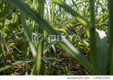 View of the base of the tree from among the grass View of the base of the tree from among the grass 140821062