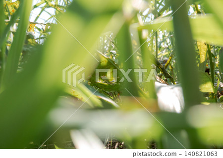 Plant leaves and light seen through the grass Plant leaves and light seen through the grass 140821063